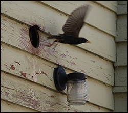 bird removal York