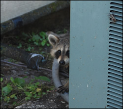 raccoon removal York